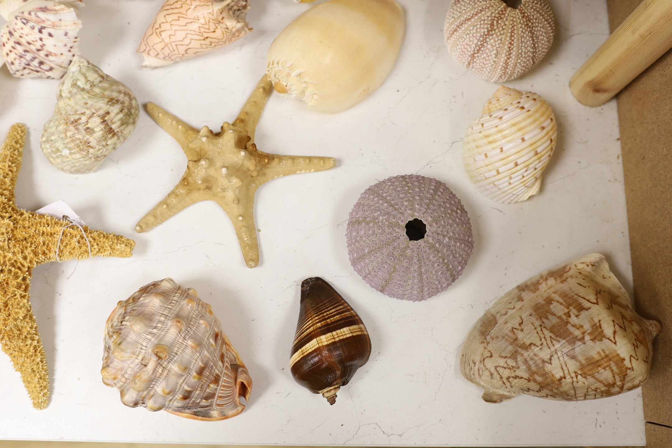 A collection of sea shells, dried starfish, puffer fish etc.